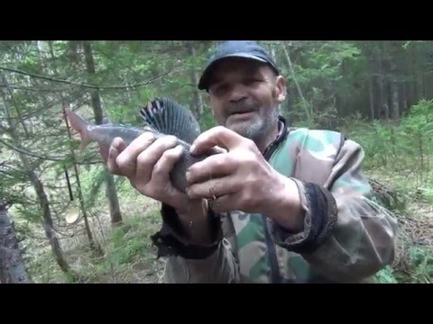 рыбалка на таежных реках хариус рыбалка на таежных реках хариус
