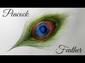 Peacock feather || Colour Pencil Drawing || Peacock Feather Drawing || Step By Step