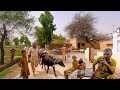 Unseen Haryanvi Village In Pakistan | Rajput Ranghar | Khairari Gaam | District Rohtak Haryana