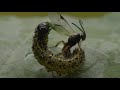 Parasitoid wasps: Like the Alien movies, but real!