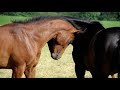 . Horse encounter .Breeding and caring for horses. Horse reproduction. Information about animals