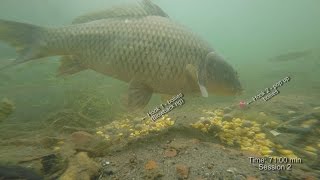 Pod hladinou boilies vs pop up