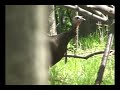 Best Hen Turkey Calling on YouTube (compilation)