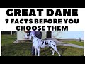Before you buy a dog - GREAT DANE - 7 facts to consider! DogCastTV!
