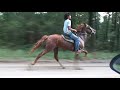 Fast singlefooting mare