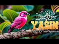 Relaxing Recitation of Surah Yasin || Beautiful voice || Quran Recitation