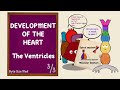 Development of the Ventricles | Spiral Septum | Development of the Heart | Part 3/3 | Embryology