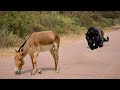 These Stupid Animals Met A Donkey! That's What Happened Next...