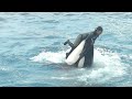 Orca Performances at Kamogawa Sea World_Sept.2023_4