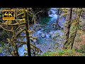 Relaxing Nature Sounds, Flowing Water and Bird Songs | Beautiful Canyon in a Rainforest [4K]