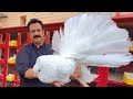 The World Biggest White Pigeon, Fancy Kabootar, Pigeon Colony in Your Home, Hsn Entertainment