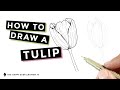How to Draw a Tulip - Step-by-Step Instructions