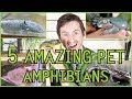 Five of the Best Pet Amphibians