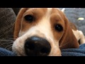 Beagle puppy licks camera lens, makes cutest noise