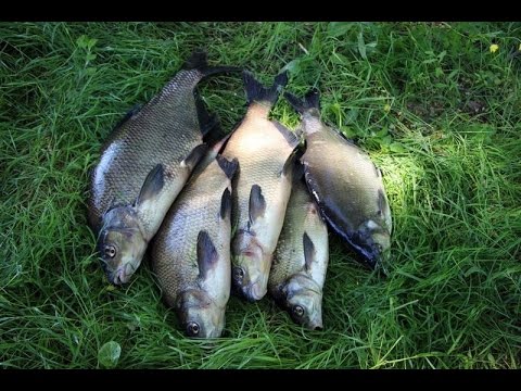 прикормка на карася на днепр прикормка на карася на днепр