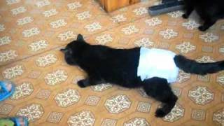 Как сделать памперсы для кота Как сделать памперсы для кота