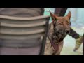 K9 DETECTION DOG - Academy sul controllo delle persone con il cane da ricerca sostanze