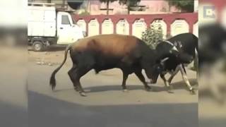 Funny Indian Cow compilation - Very Funny Desi Cow