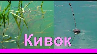 ловля карася на поплавок типа кивок ловля карася на поплавок типа кивок