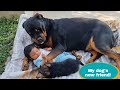 Jerry ​​became very excited to meet baby and puppy || German Shepherd