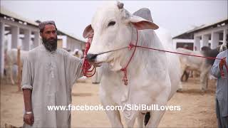 SIBI BHAGNARI