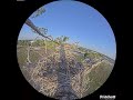 Southwest Florida Eagle Cam - Cam 360