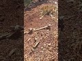 Mulching as a soil management and conservation technique.