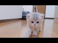A cute kitten playing and chasing its owner while meowing...