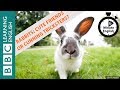 Download Rabbits: cuddly friends or cunning tricksters? Listen to 6 Minute English mp4 3gp mp3 videos - waplic