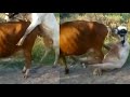Funny ANIMAL Videos is ALL we Need 😆😆 TRY NOT TO LAUGH OR SMILE ★89