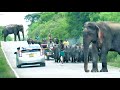 A group of young people among wild elephants