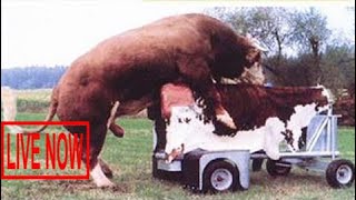 Intelligent Technology Smart Farming Automatic Cow Milking Machine, Feeding, Cleaning, Birth #SON