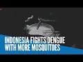 Indonesia fights dengue with more mosquitoes