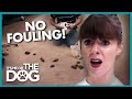 Dogs Can't Stop Pooping on the Carpet | It's Me or the Dog