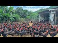 How to cure 3000 adult chickens. chicken with asthma/chicken Farm