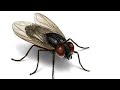 أصوات الحشرات  " صوت الذبابة " _ Fly sound