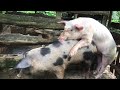 Using my young Bore to breed a Sow for the first time | Naturally | farm vlog | Jamaica way
