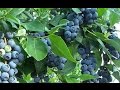 How to Get FREE Blueberry Plants from Store Bought Blueberries!