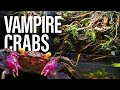 My Vampire Crabs Ultimate 5 Waterfalls Paludarium