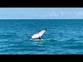 Humpbag whales near Abrolhos Brasil