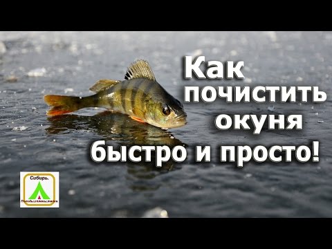 как легко почистить окуня видео от чешуи как легко почистить окуня видео от чешуи