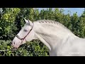 Just a DREAM HORSE / Alta Escuela / PRE- White stallion