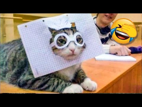 Funniest Cat Videos That Make Your Day Better 😻