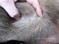 Самодельный клещекрут своими руками Самодельный клещекрут своими руками