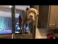 Funny Cats And Dogs Videos 😁 - BEST Funny Animal Videos 2024 🥰#3