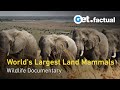 Elephants Up Close: Gentle African Giants | Full Widlife Documentary