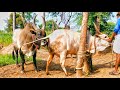 Big kangeyam mayilai breed 💕 tamilnadu best Bull and cow 👑 jallikattu kalai 🔥