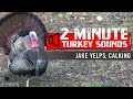 Wild Turkey Sounds: Jake Yelps and Calking - How to Use Jake Sounds to Entice Gobblers into Range