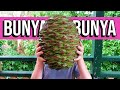 BUNYA BUNYA - I Tried Nuts That Dinosaurs Once Ate (and made hummus with them)