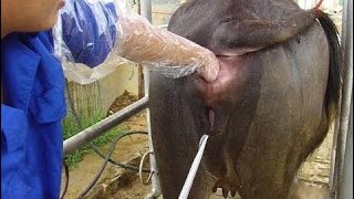 Intelligent Technology Smart Farming Automatic Cow Milking Machine Production Cleaning Insemin #ALN